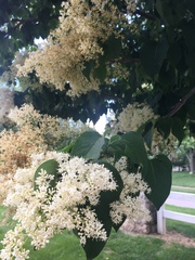 Syringa reticulata