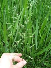 Poaceae