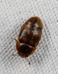 Colopterus maculatus