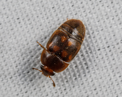 Colopterus maculatus