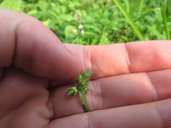 Carex conjuncta