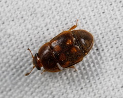 Colopterus maculatus