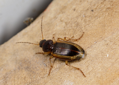 Agonum pallipes