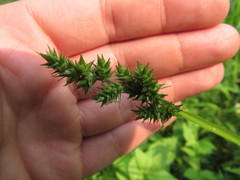 Carex conjuncta