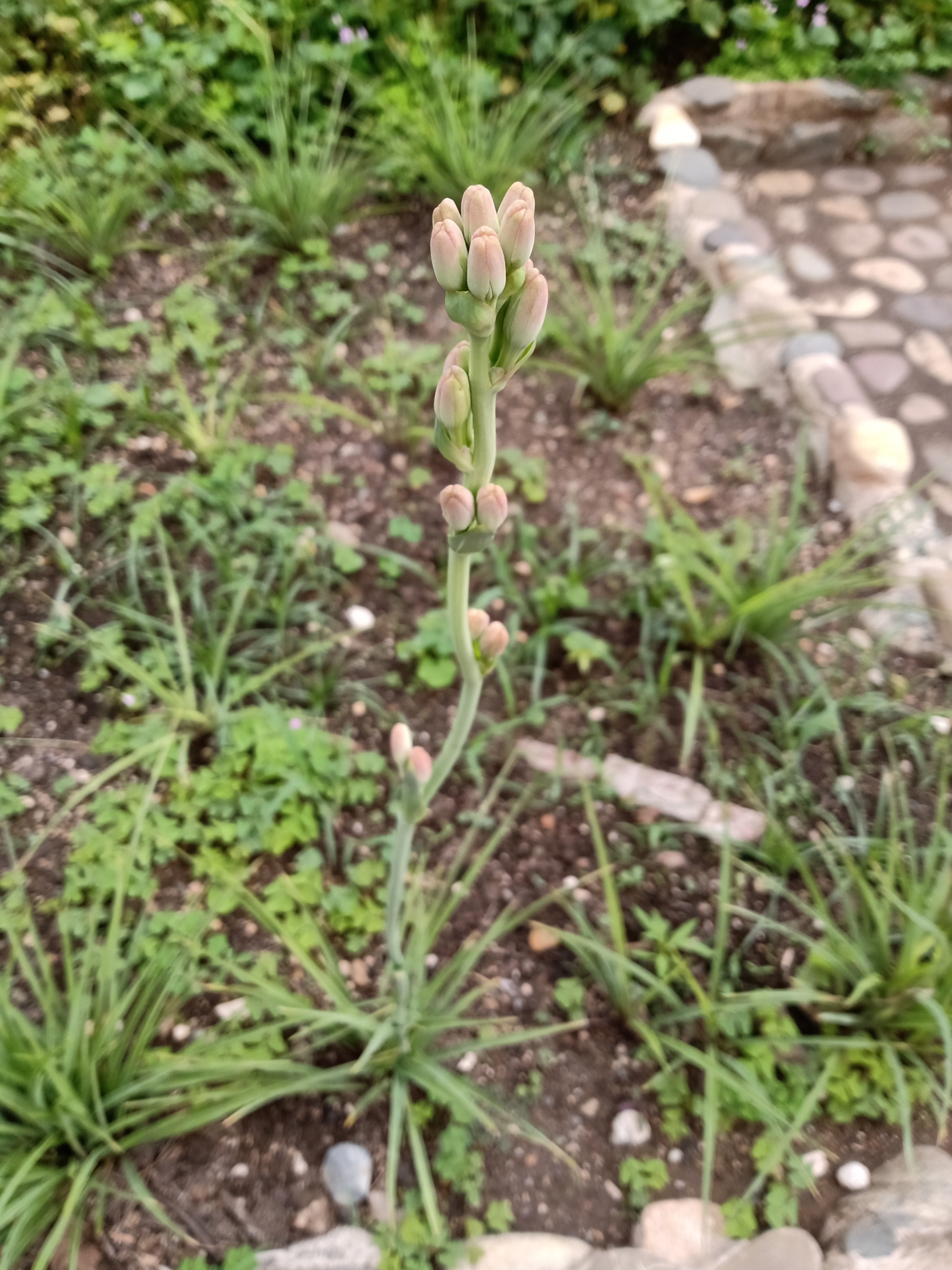Imagem de Tuberosa