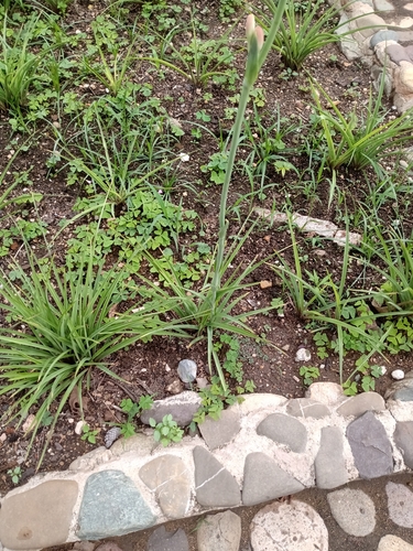 Foto de Tuberosa