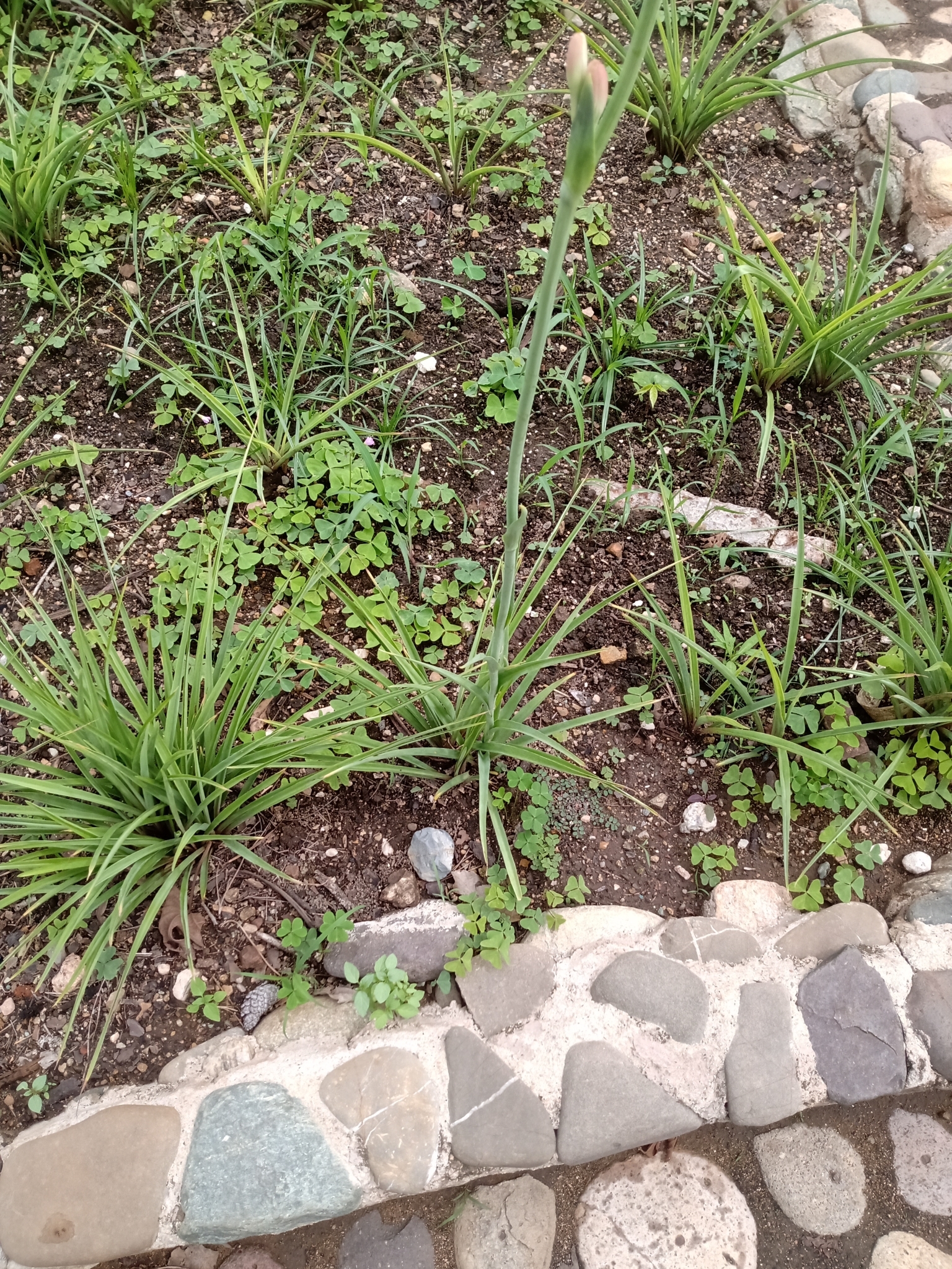 Imagem de Tuberosa