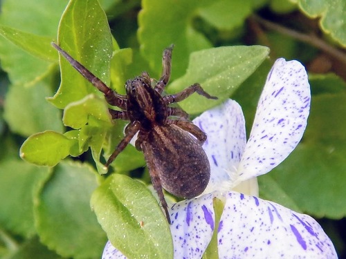 Ground wolf spider