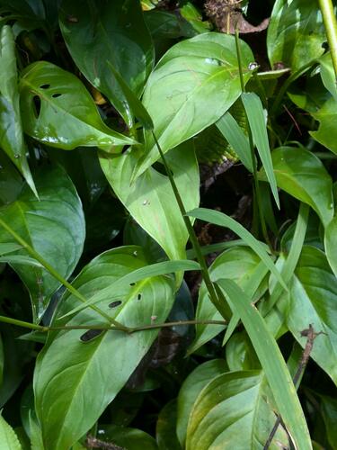 Monstera adansonii observed 2024-07-09