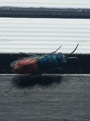 Chrysis ignita