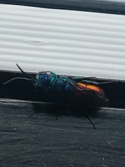 Chrysis ignita