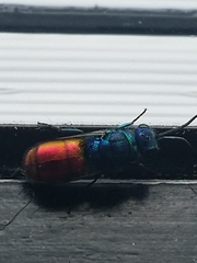 Chrysis ignita