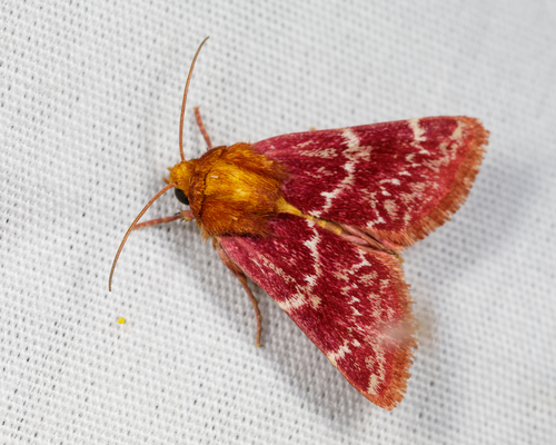 Painted Schinia Moth photo 3