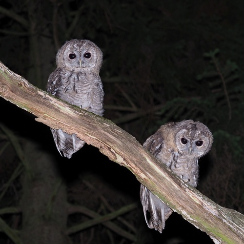 Tawny Owl