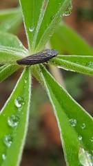 Graphocephala appropinquans