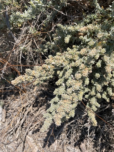 Atriplex amnicola, photograph 6