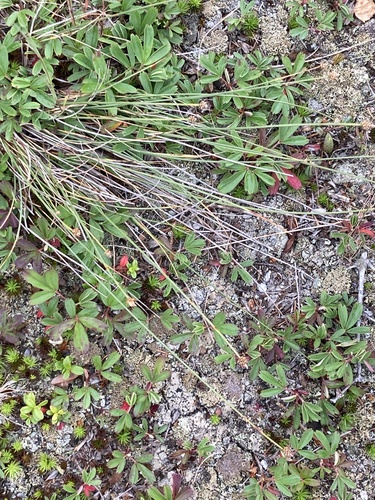 Image of Carex arctogena by (c) er-birds, some rights reserved (CC BY)