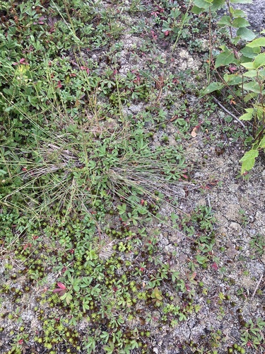 Image of Carex arctogena by (c) er-birds, some rights reserved (CC BY)