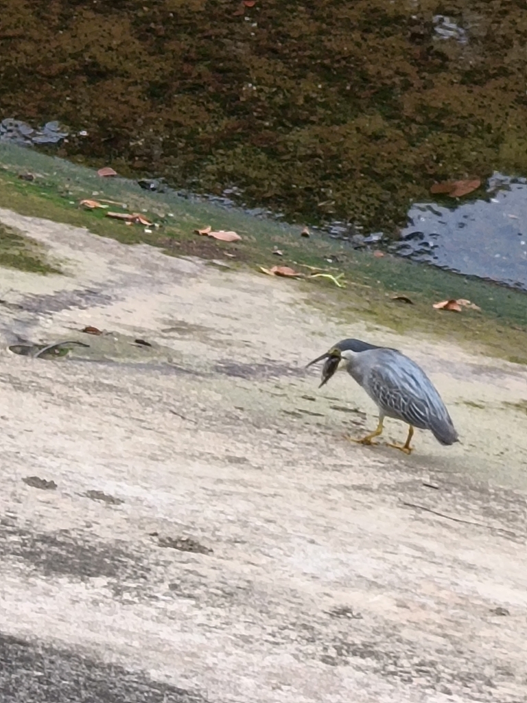 Striated Heron from Sembawang, Singapore on July 14, 2024 at 09:29 AM ...