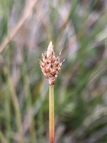 Image of Carex arctogena by (c) er-birds, some rights reserved (CC BY)