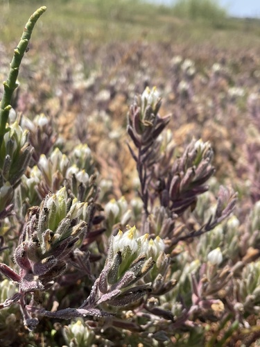 Image of Chloropyron maritimum by (c) mel letterman, some rights reserved (CC BY)