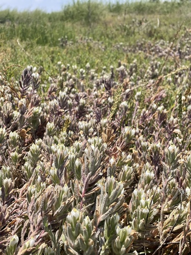 Image of Chloropyron maritimum by (c) mel letterman, some rights reserved (CC BY)