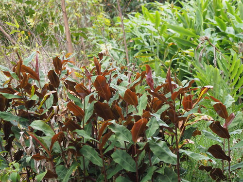 Hedychium greenii, photograph 3
