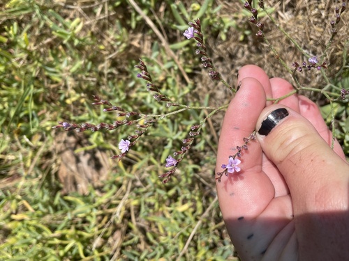 Image of Limonium duriusculum by (c) mel letterman, some rights reserved (CC BY)