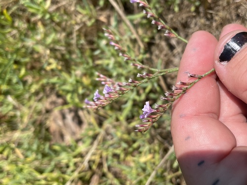 Image of European Sea Lavender (Limonium duriusculum) by (c) mel letterman, some rights reserved (CC BY)