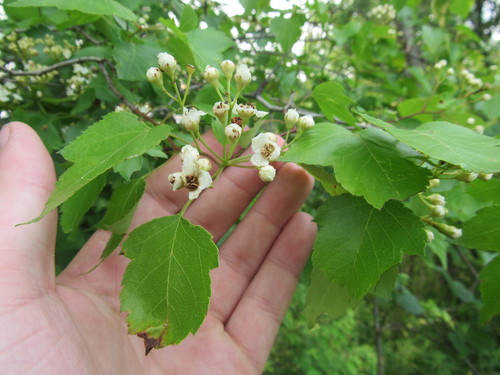 Crataegus phaenopyrum, photographed by an iNaturalist contributor