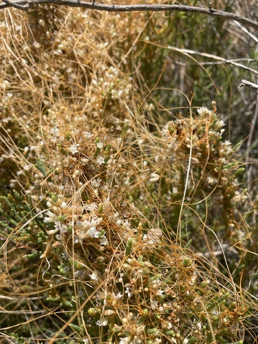 Image of Cuscuta pacifica by (c) mel letterman, some rights reserved (CC BY)