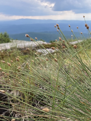 Image of Carex arctogena by (c) er-birds, some rights reserved (CC BY)
