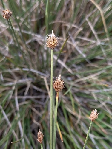 Image of Carex arctogena by (c) er-birds, some rights reserved (CC BY)