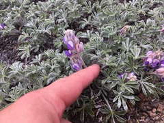 Lupinus breweri bryoides
