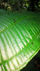 Gigantiops destructor