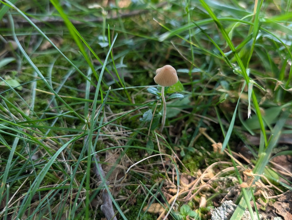 Conocybe sp. 'IN05'
