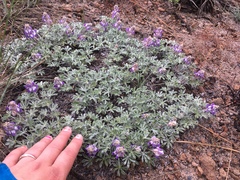 Lupinus breweri bryoides