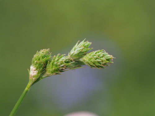 Carex longii observed 2024-07-09