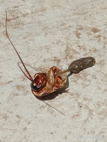 American cockroach