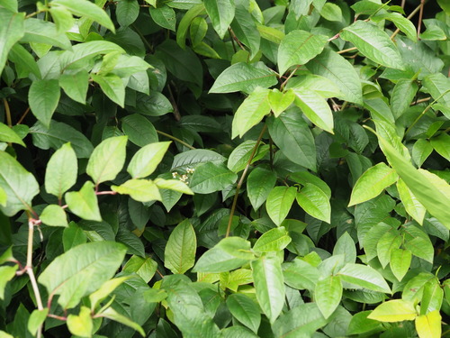 Persicaria chinensis observed 2024-07-09
