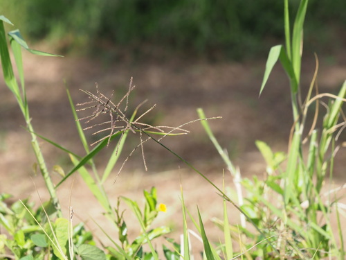 Image of Paspalum paniculatum by (c) Kevin Faccenda, some rights reserved (CC BY)