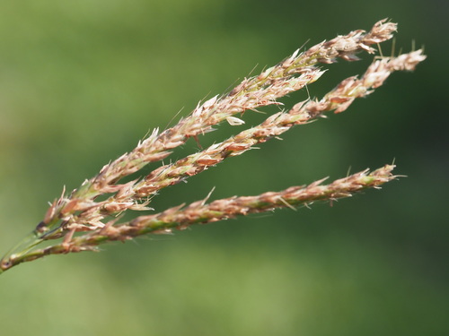 Image of Ischaemum polystachyum by (c) Kevin Faccenda, some rights reserved (CC BY)