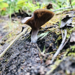 Entoloma edulis