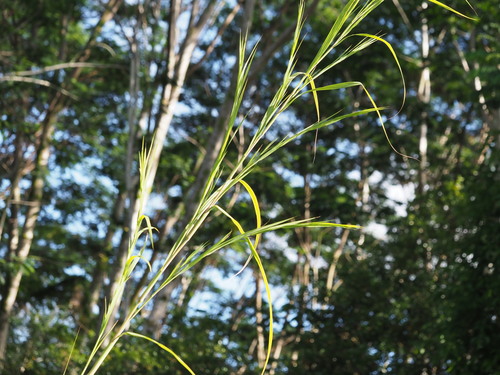 Image of Themeda villosa by (c) Kevin Faccenda, some rights reserved (CC BY)
