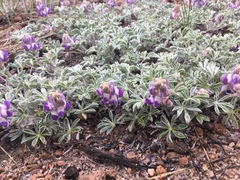 Lupinus breweri bryoides