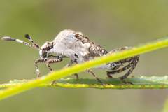 Merocoris