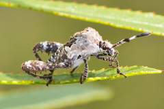 Merocoris