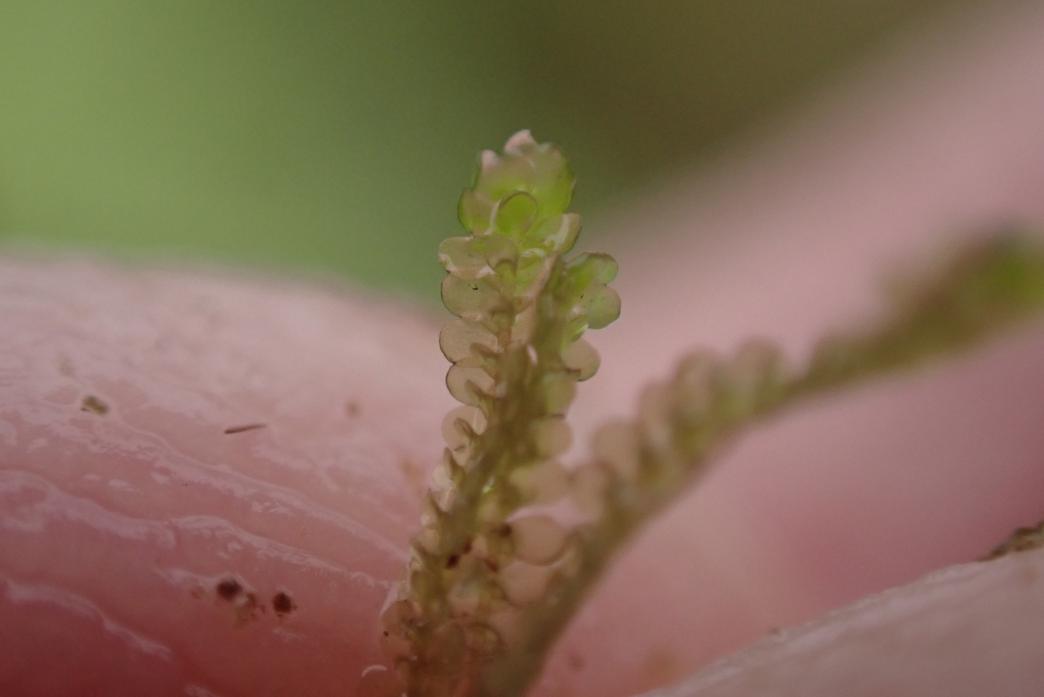 Cheilolejeunea stenoschiza