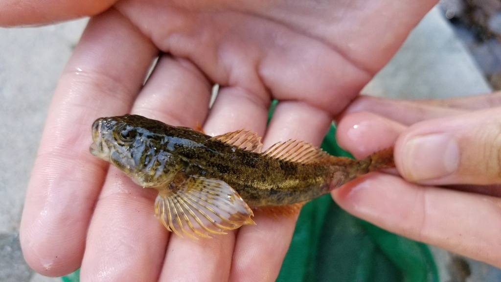 Inland Riffle Sculpin from 418 Peninsula Dr, Westwood, CA, US on July ...