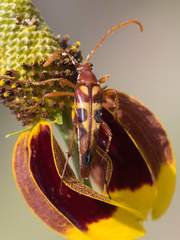 Strangalia virilis